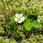 Fragaria vesca Flors