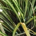 Carex hachijoensis Liść