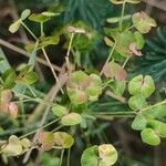Euphorbia esula 花
