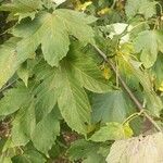 Acer pseudoplatanus Листок