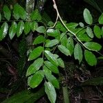 Dalbergia melanocardium List