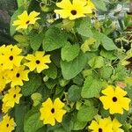 Thunbergia alata Συνήθη χαρακτηριστικά