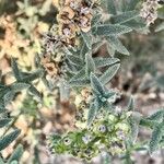 Heliotropium bacciferum Hoja