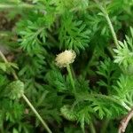 Cotula australis Flower