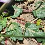 Acaulimalva nubigena Leaf
