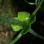 Anemopaegma chrysoleucum Frukto