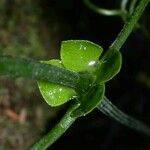 Anemopaegma chrysoleucum Fruit