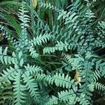 Adiantum pedatum 整株植物