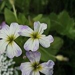 Malcolmia maritima പുഷ്പം
