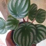 Peperomia argyreia Folha