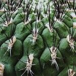 Gymnocalycium pflanzii 葉