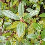 Viburnum davidi Leaf