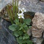 Cardamine plumieri Libunga