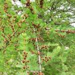 Larix laricina Листок