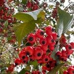 Crataegus phaenopyrum Плід