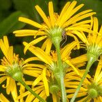 Doronicum austriacum Žievė