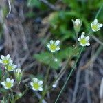 Saxifraga moschata Blodyn