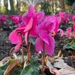 Cyclamen repandum 花