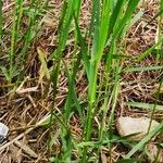 Elymus pungens Blatt