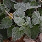 Urtica morifolia Feuille