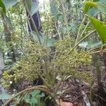 Polyscias cissodendron Fruit