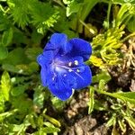 Phacelia campanularia 花