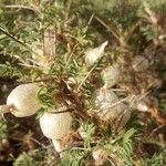 Astragalus armatus Foglia