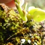 Bulbophyllum sambiranense Kvet