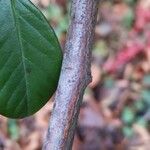 Cotoneaster coriaceus 樹皮