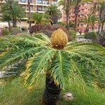 Cycas revolutaYaprak