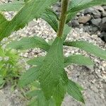 Solidago rugosa Hoja