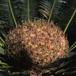 Cycas pectinata Casca