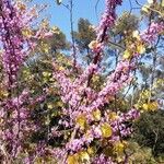 Cercis siliquastrumFlors