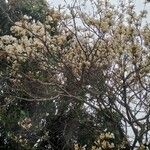 Tabebuia roseoalba Blüte