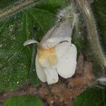 Asarina procumbens Flower