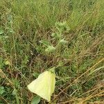 Hibiscus lunariifolius Outro