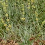 Phlomis lychnitis Hábitos