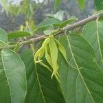 Cananga odorata Leaf