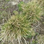 Carex filifolia Máis