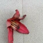 Bombax ceiba Flower