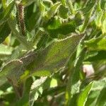 Hieracium berardianum Likasa