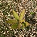 Quercus nigra 葉