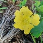 Luffa acutangula Flower