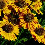 Helenium autumnale Çiçek