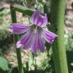 Malva multiflora Květ