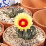 Astrophytum capricorne Õis