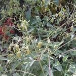 Clematis glauca Прочее