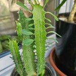 Euphorbia trigona Fulla