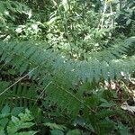 Microlepia speluncae Leaf