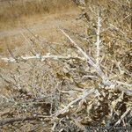 Grayia spinosa Corteza